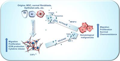 Cancer-associated fibroblasts in hematologic malignancies: elucidating roles and spotlighting therapeutic targets